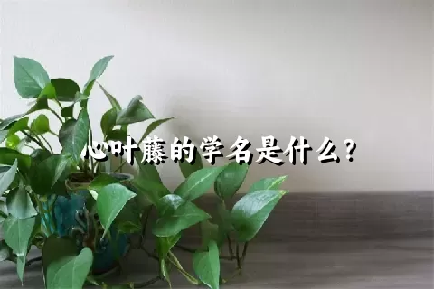 心叶藤的学名是什么？