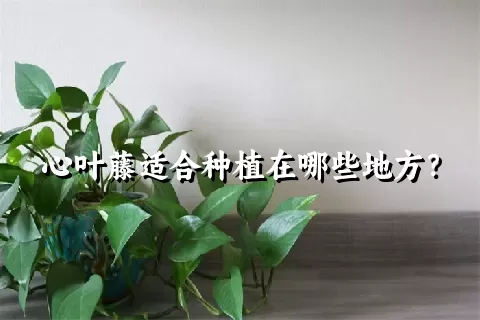 心叶藤适合种植在哪些地方？