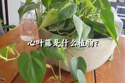 心叶藤是什么植物？