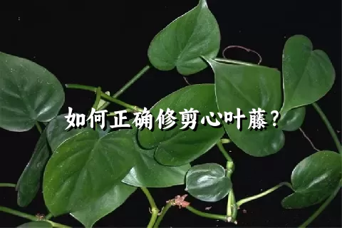 如何正确修剪心叶藤？