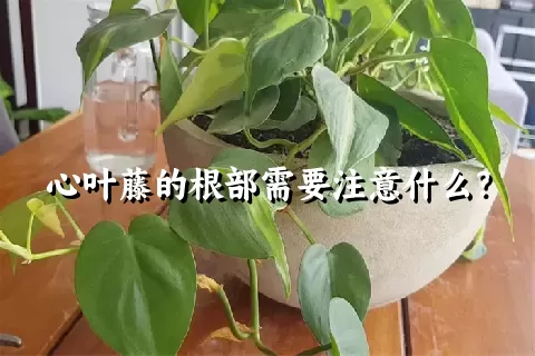 心叶藤的根部需要注意什么？