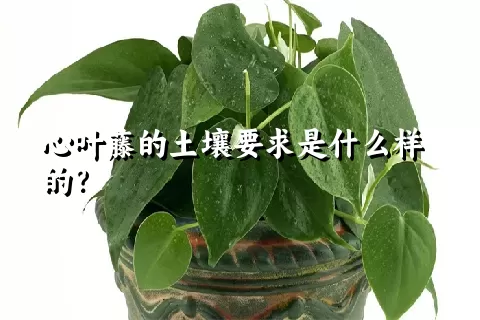 心叶藤的土壤要求是什么样的？