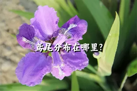 鸢尾分布在哪里?