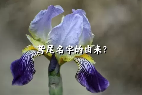 鸢尾名字的由来？