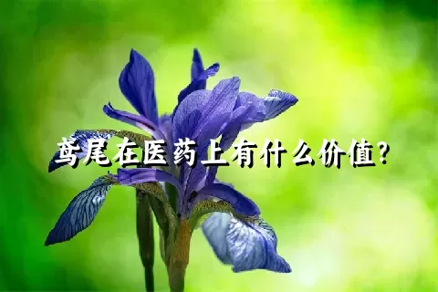 鸢尾在医药上有什么价值？