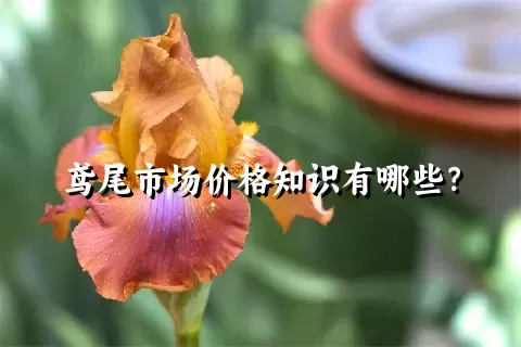 鸢尾市场价格知识有哪些？