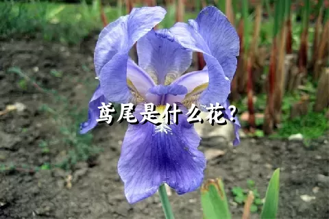 鸢尾是什么花？