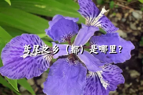 鸢尾之乡（都）是哪里？