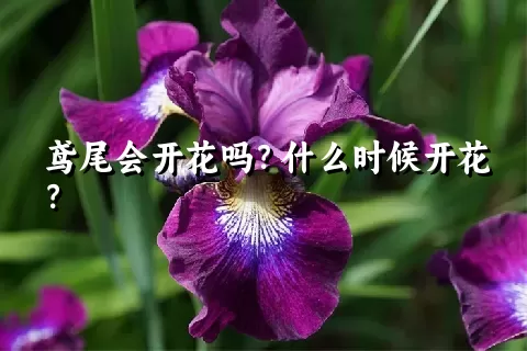 鸢尾会开花吗？什么时候开花？