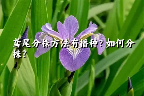 鸢尾分株方法有播种？如何分株？