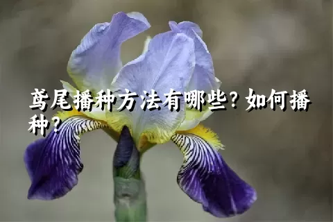 鸢尾播种方法有哪些？如何播种？