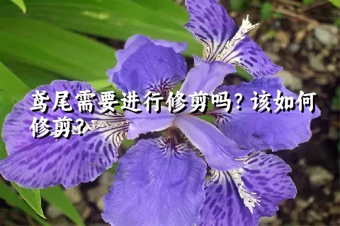 鸢尾需要进行修剪吗？该如何修剪？