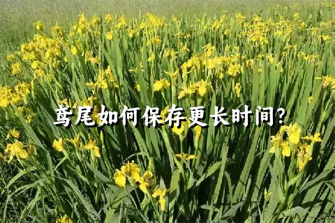 鸢尾如何保存更长时间？