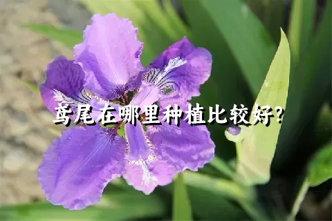 鸢尾在哪里种植比较好？