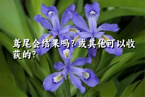 鸢尾会结果吗？或其他可以收获的？