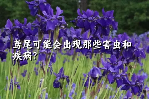 鸢尾可能会出现那些害虫和疾病？