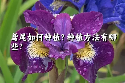 鸢尾如何种植？种植方法有哪些？