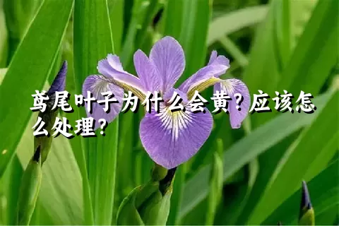 鸢尾叶子为什么会黄？应该怎么处理？