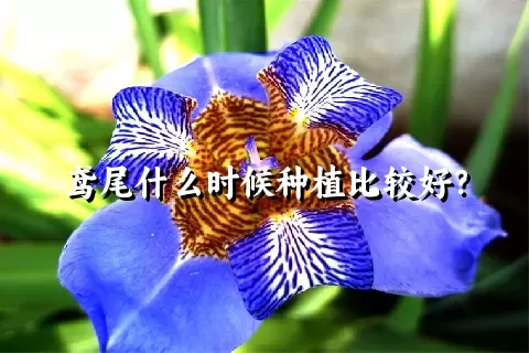 鸢尾什么时候种植比较好？