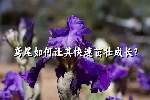 鸢尾如何让其快速茁壮成长？