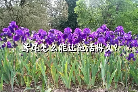 鸢尾怎么能让他活得久？