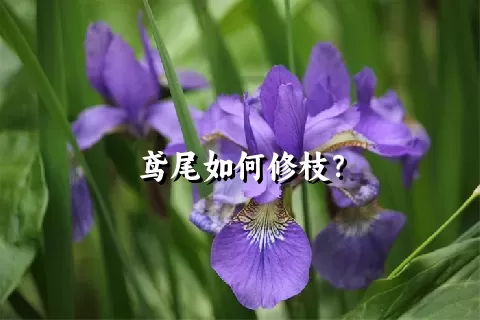 鸢尾如何修枝？