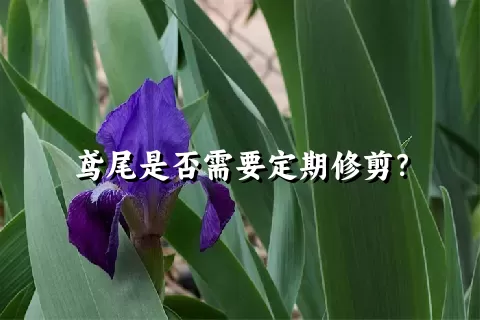 鸢尾是否需要定期修剪？