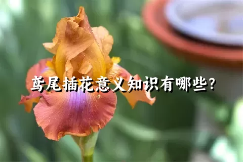 鸢尾插花意义知识有哪些？