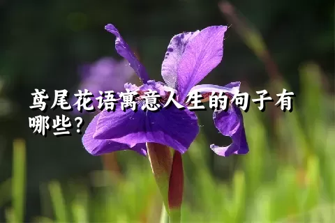 鸢尾花语寓意人生的句子有哪些？