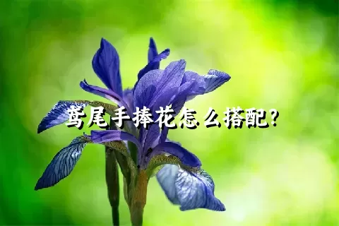 鸢尾手捧花怎么搭配？