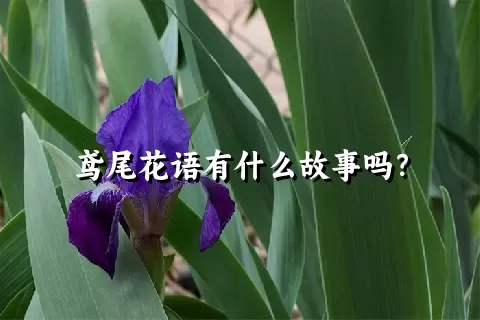 鸢尾花语有什么故事吗？