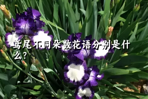 鸢尾不同朵数花语分别是什么？