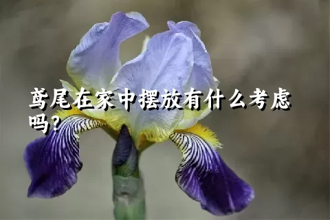 鸢尾在家中摆放有什么考虑吗？