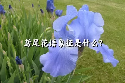 鸢尾花语象征是什么？