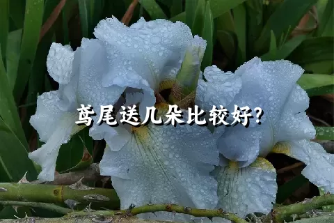 鸢尾送几朵比较好？