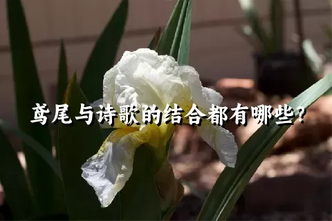 鸢尾与诗歌的结合都有哪些？