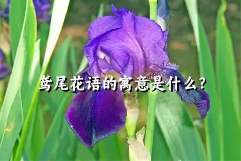 鸢尾花语的寓意是什么？