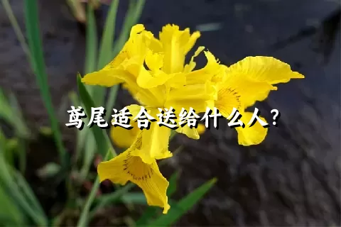 鸢尾适合送给什么人？