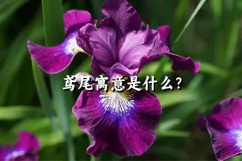 鸢尾寓意是什么？