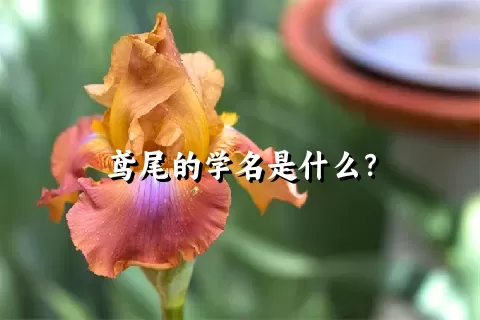 鸢尾的学名是什么？