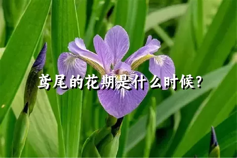 鸢尾的花期是什么时候？