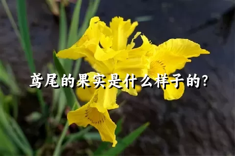 鸢尾的果实是什么样子的？