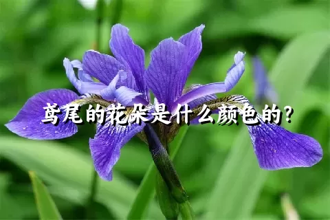 鸢尾的花朵是什么颜色的？