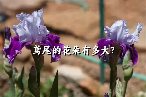 鸢尾的花朵有多大？