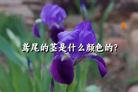 鸢尾的茎是什么颜色的？