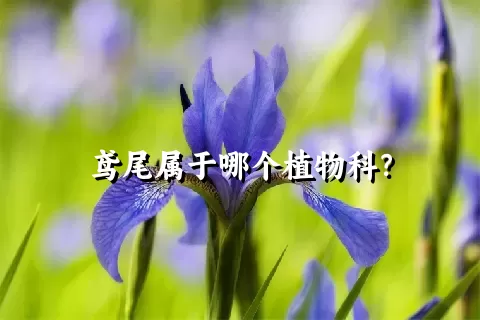 鸢尾属于哪个植物科？