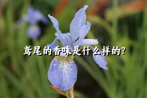 鸢尾的香味是什么样的？