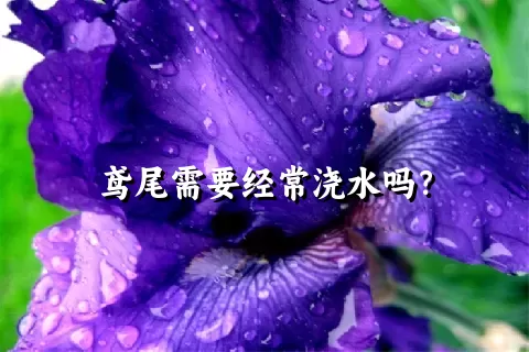 鸢尾需要经常浇水吗？