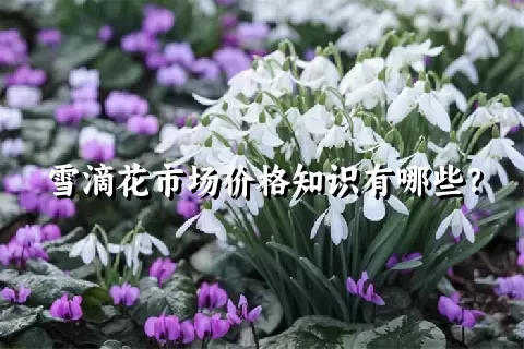 雪滴花市场价格知识有哪些？