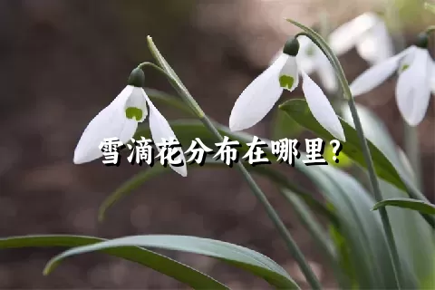 雪滴花分布在哪里?